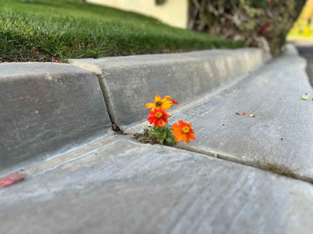 a small orange flower sitting on the side of a road