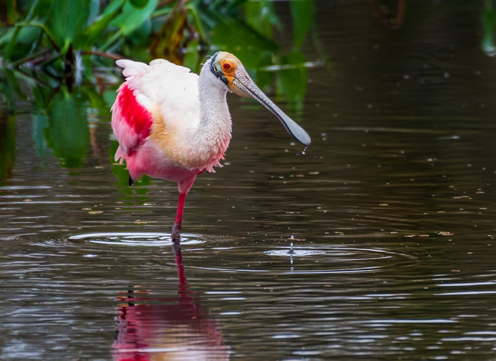 a pink and white bird standing in a body of water