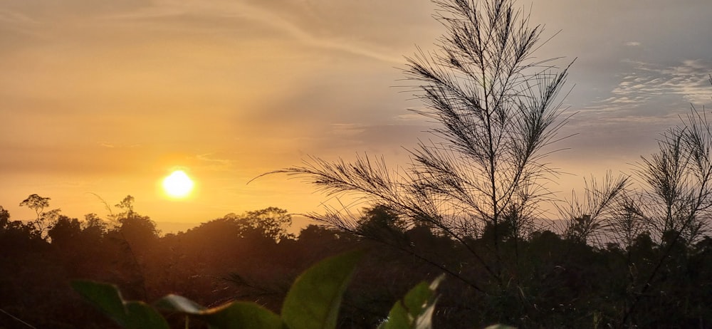 Il sole sta tramontando sugli alberi in lontananza