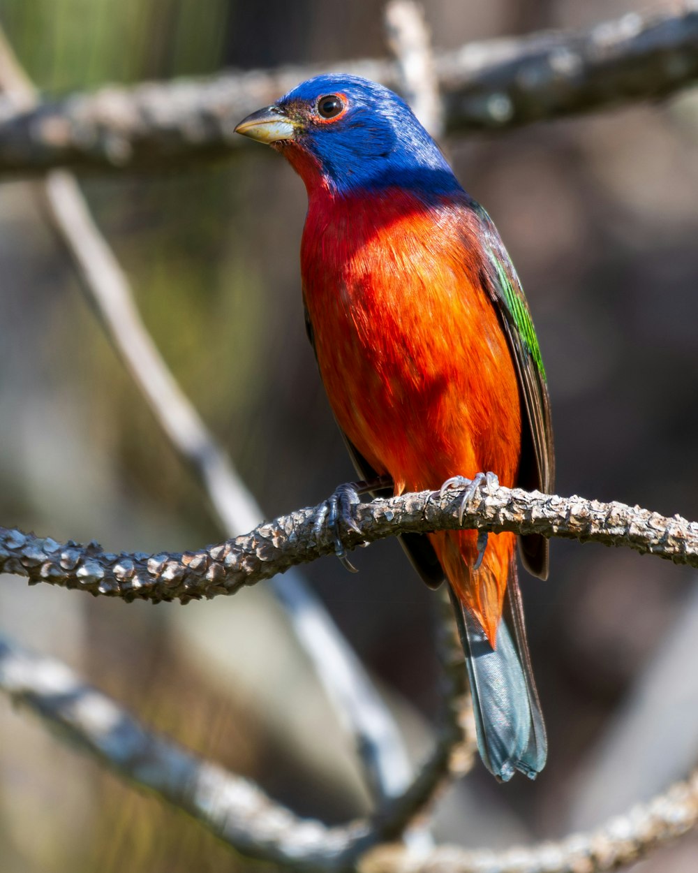 a colorful bird sitting on a branch of a tree