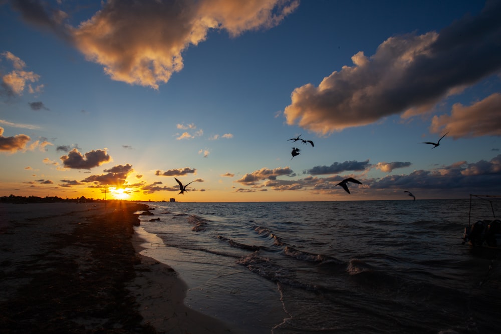 birds flying over the water at sunset on the beach