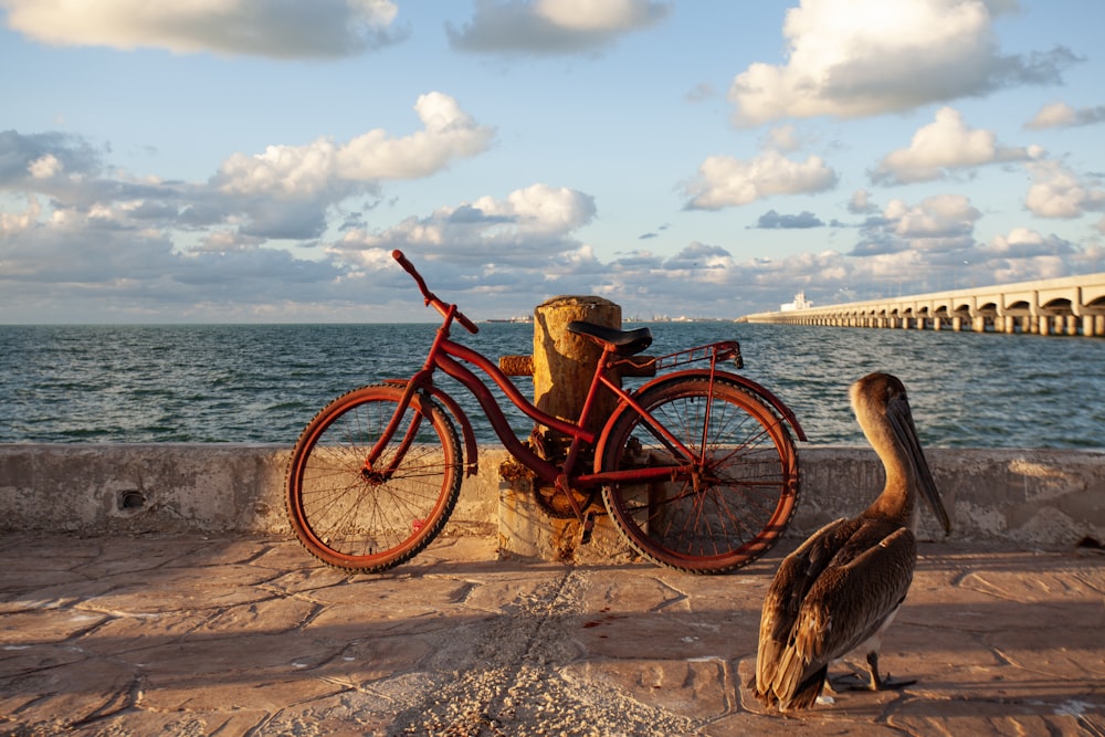 a bicycle parked next to a pelican near the ocean