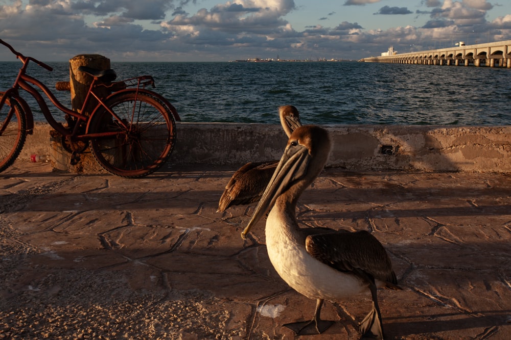 two pelicans are standing on the sidewalk near the water