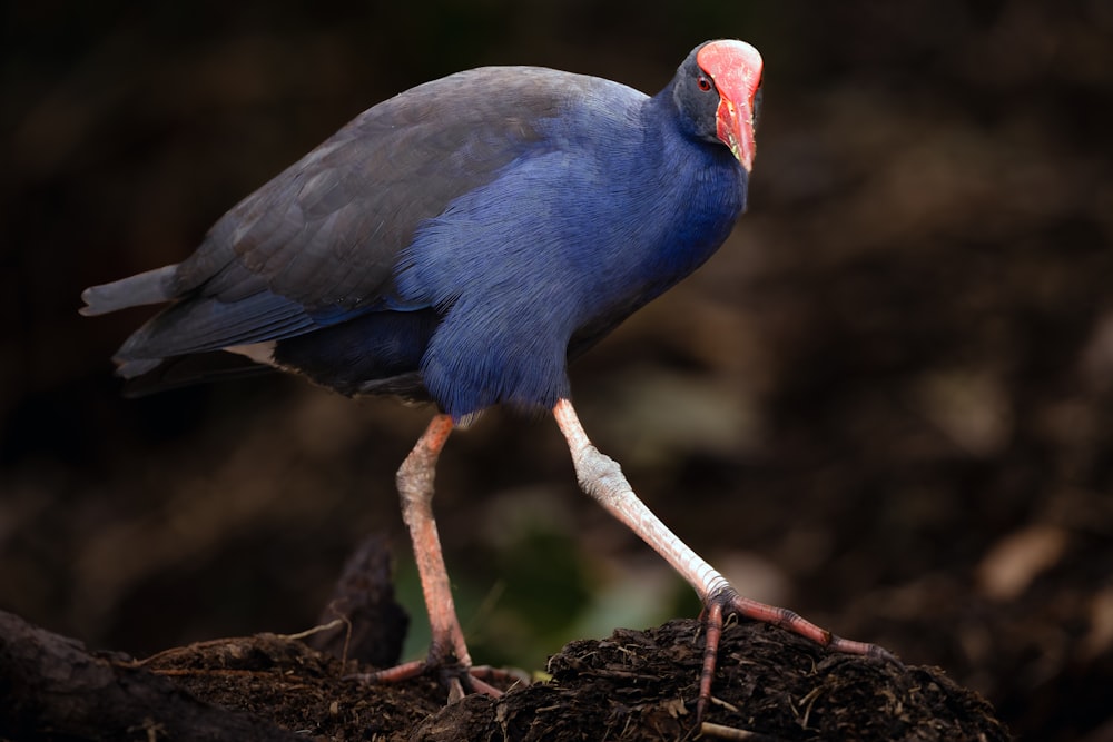 a blue bird with a red head is standing on a branch