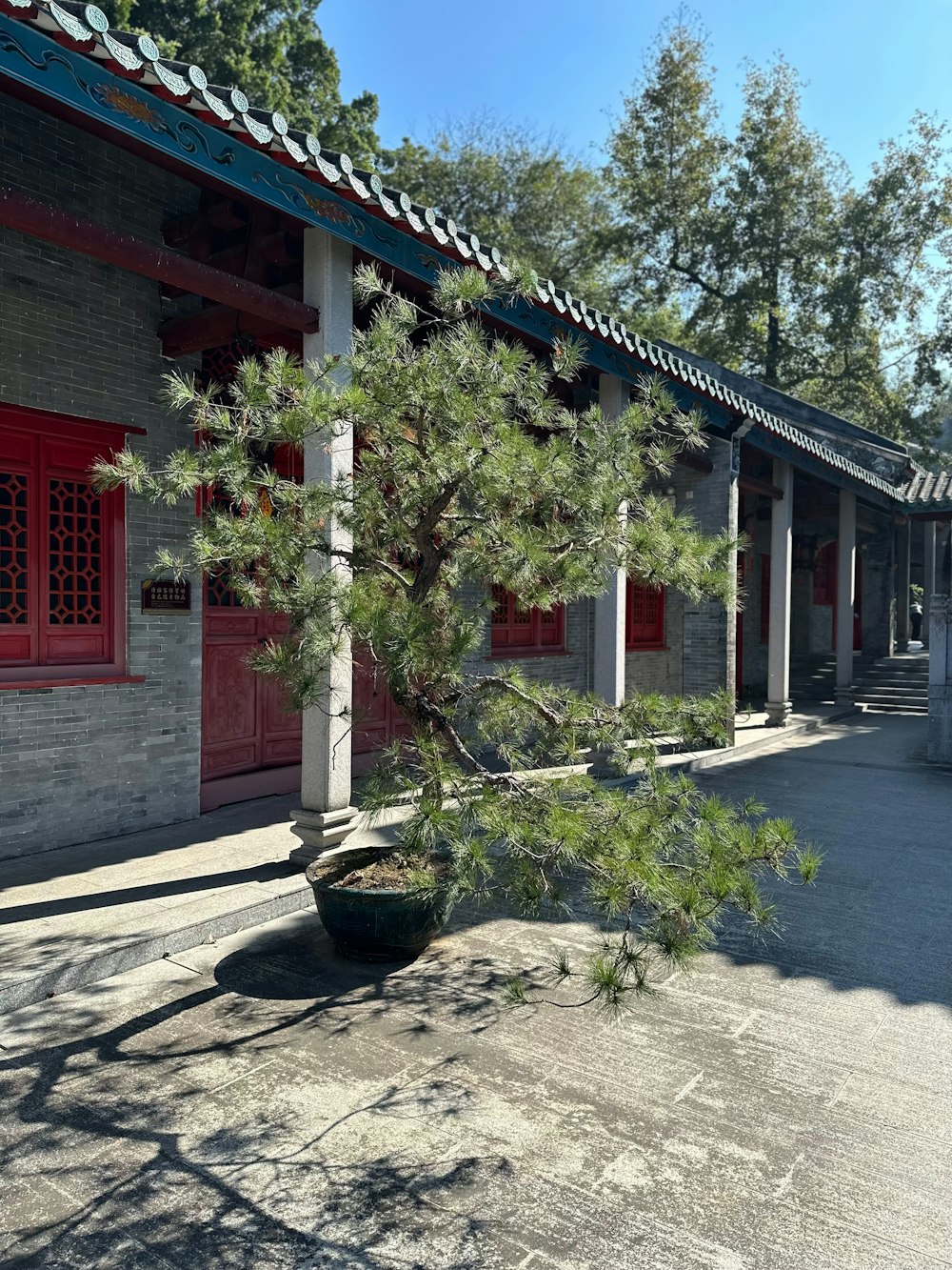 a small pine tree in a pot in front of a building