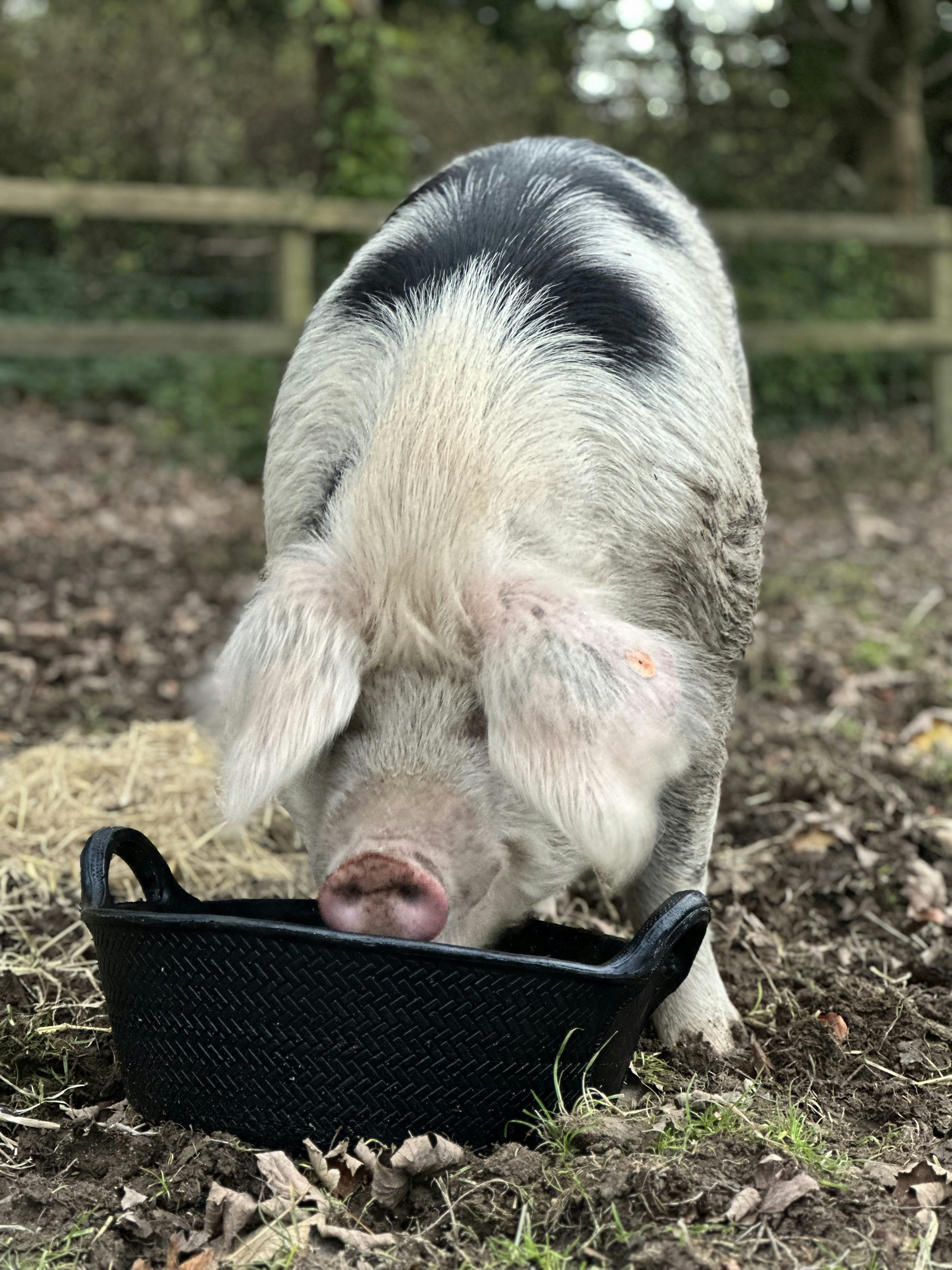 a black and white pig eating out of a black bowl