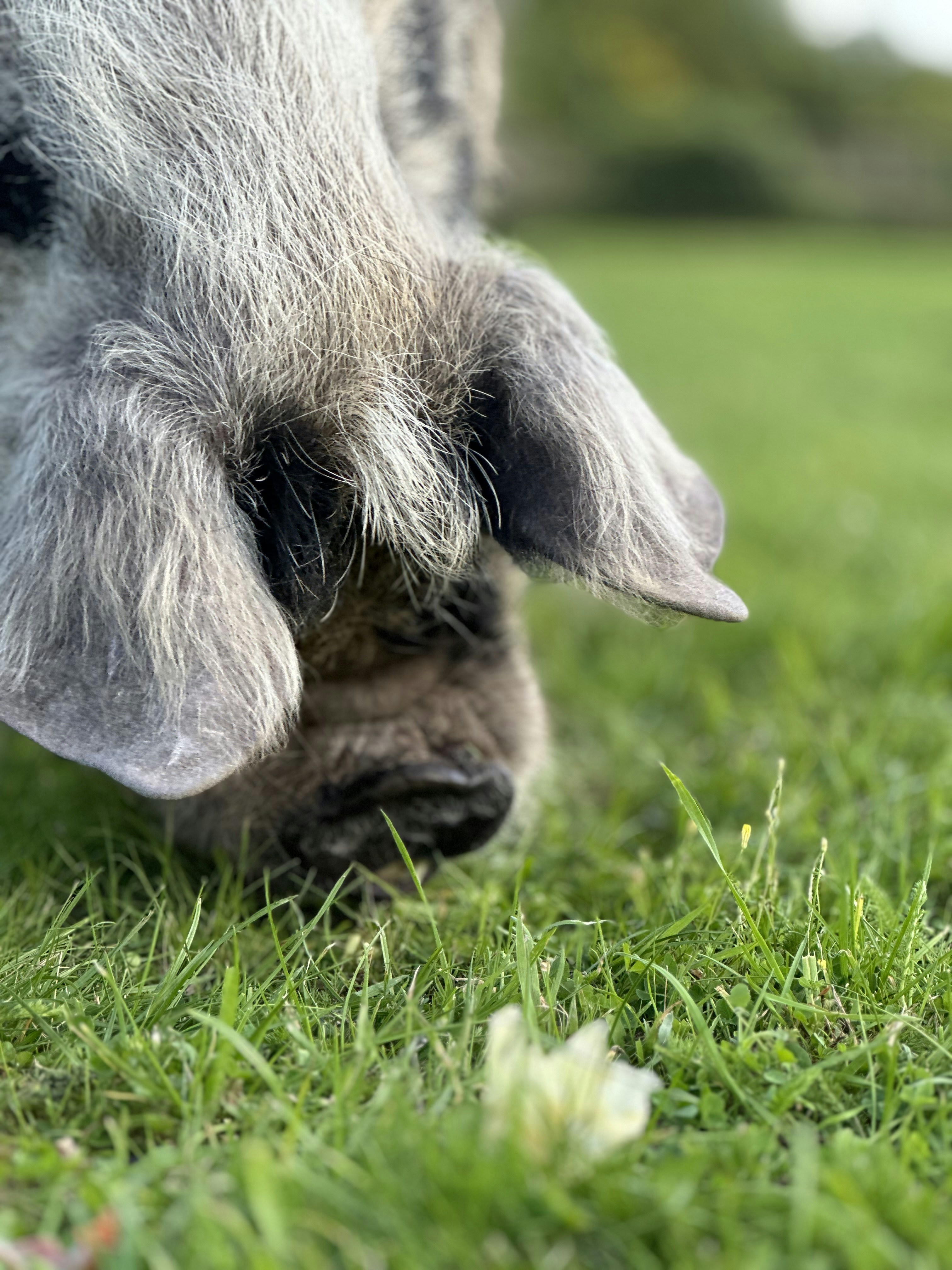 a close up of a sheep's nose in the grass