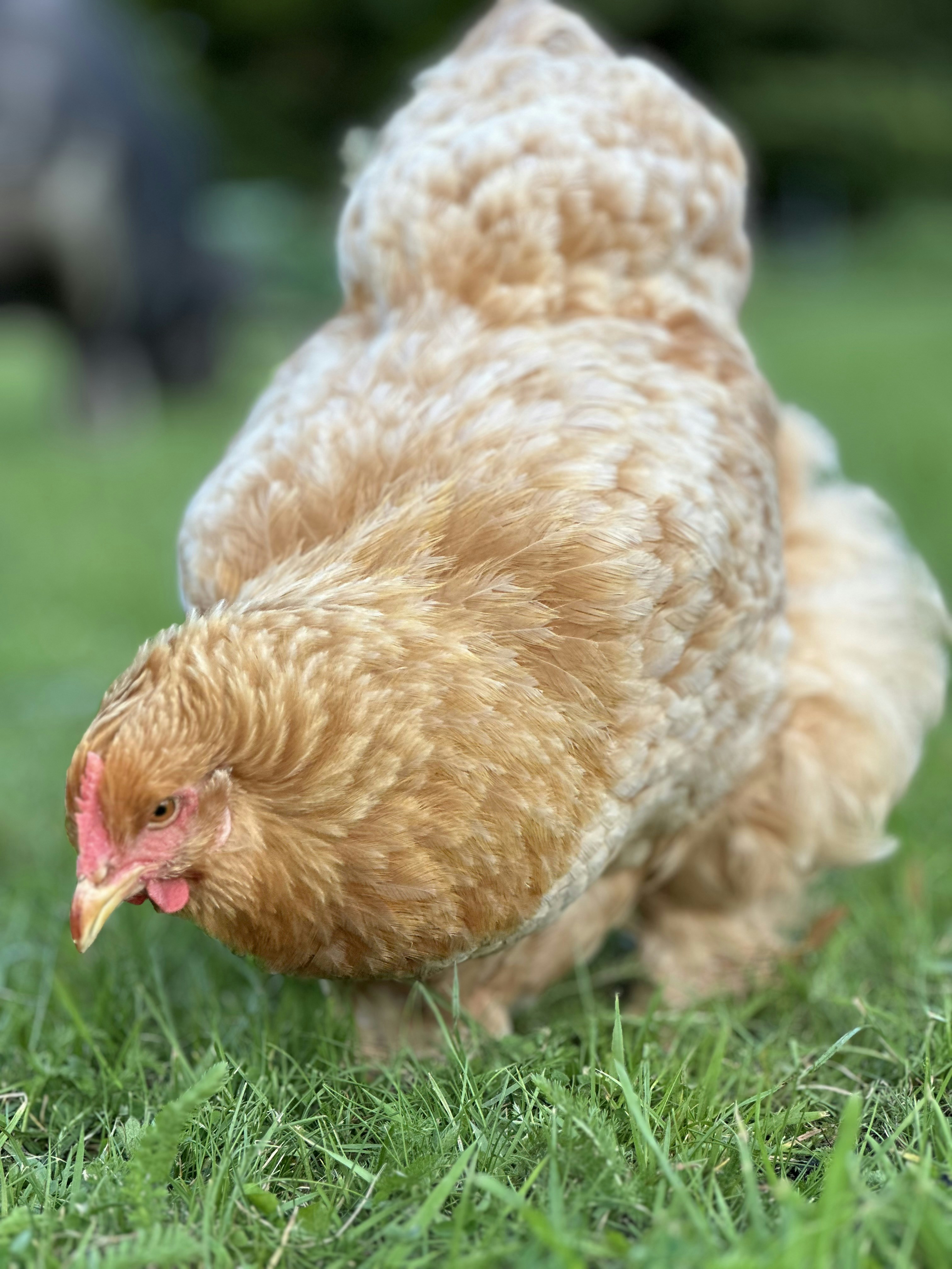 a brown chicken walking across a lush green field
