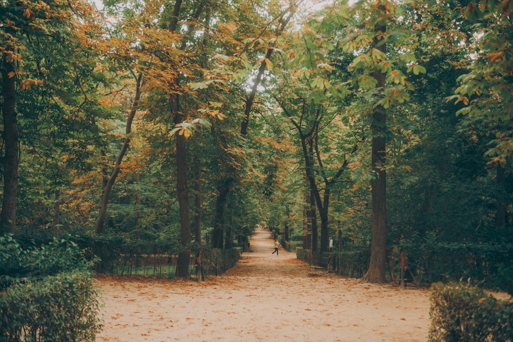 a dirt road surrounded by trees and leaves