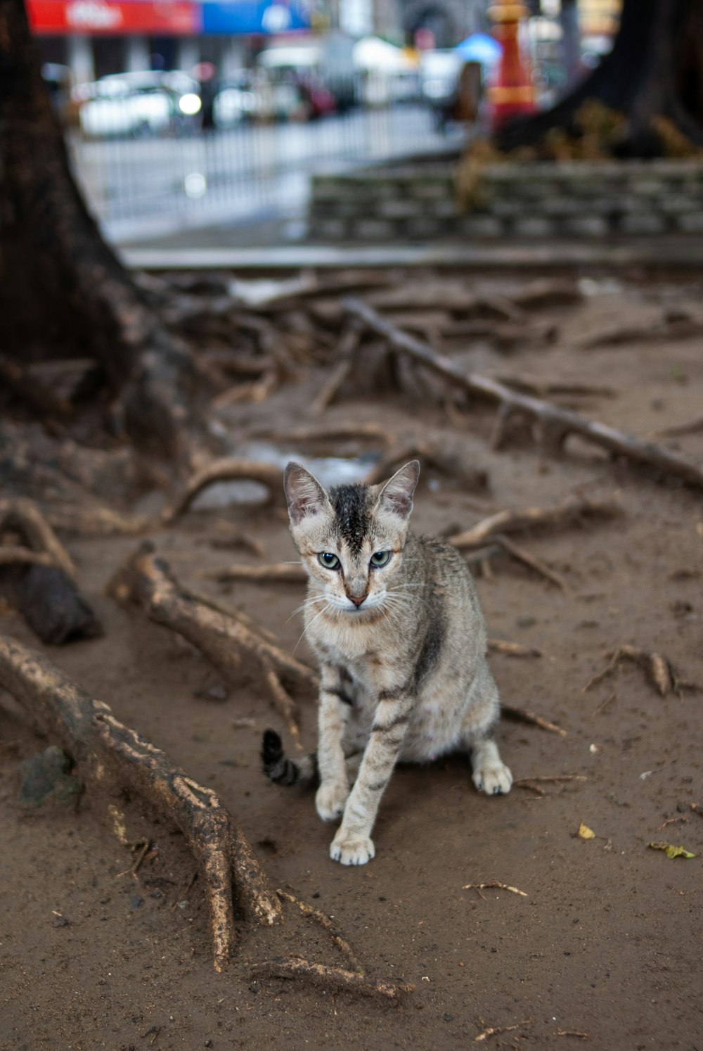 a cat sitting on the ground next to a tree