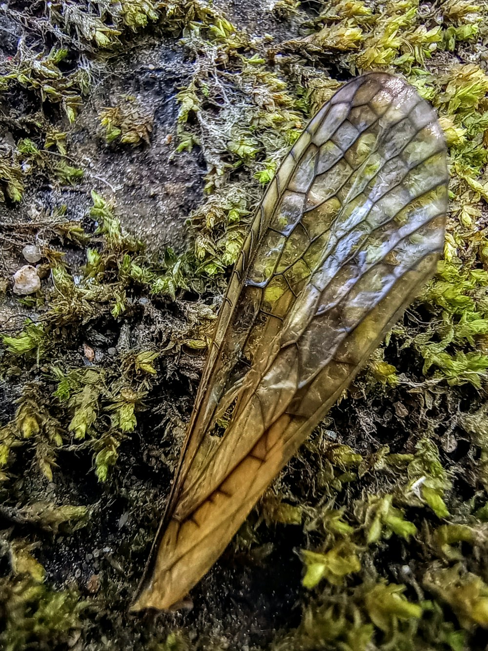 a dead insect on the ground covered in moss