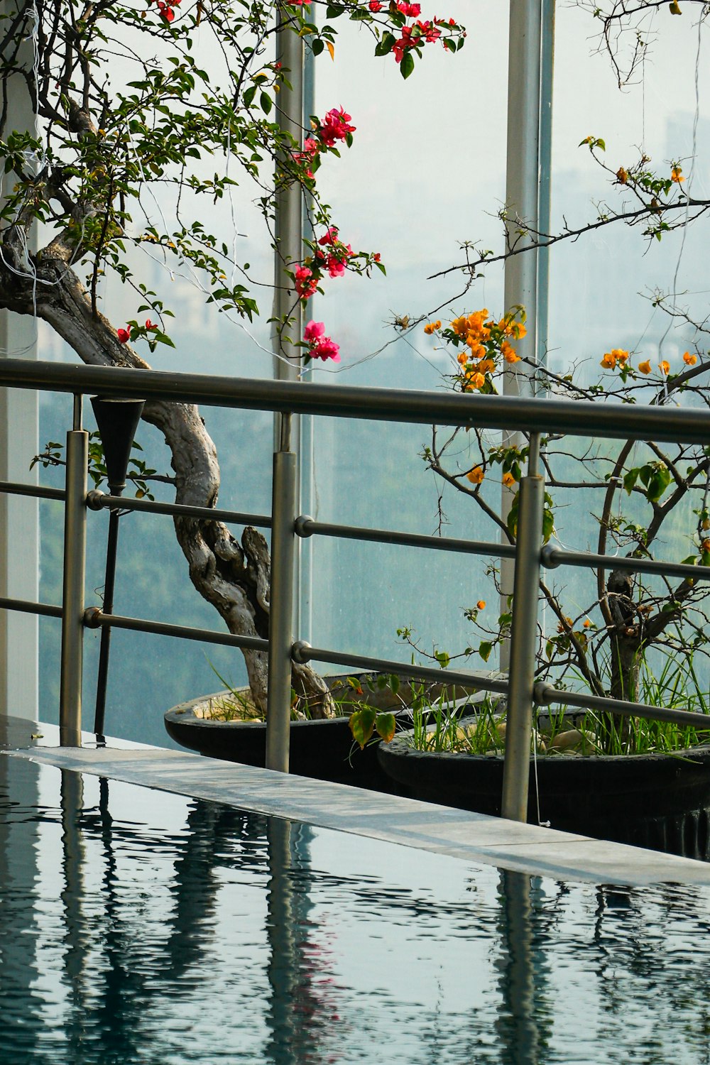 un par de plantas que están en un poco de agua