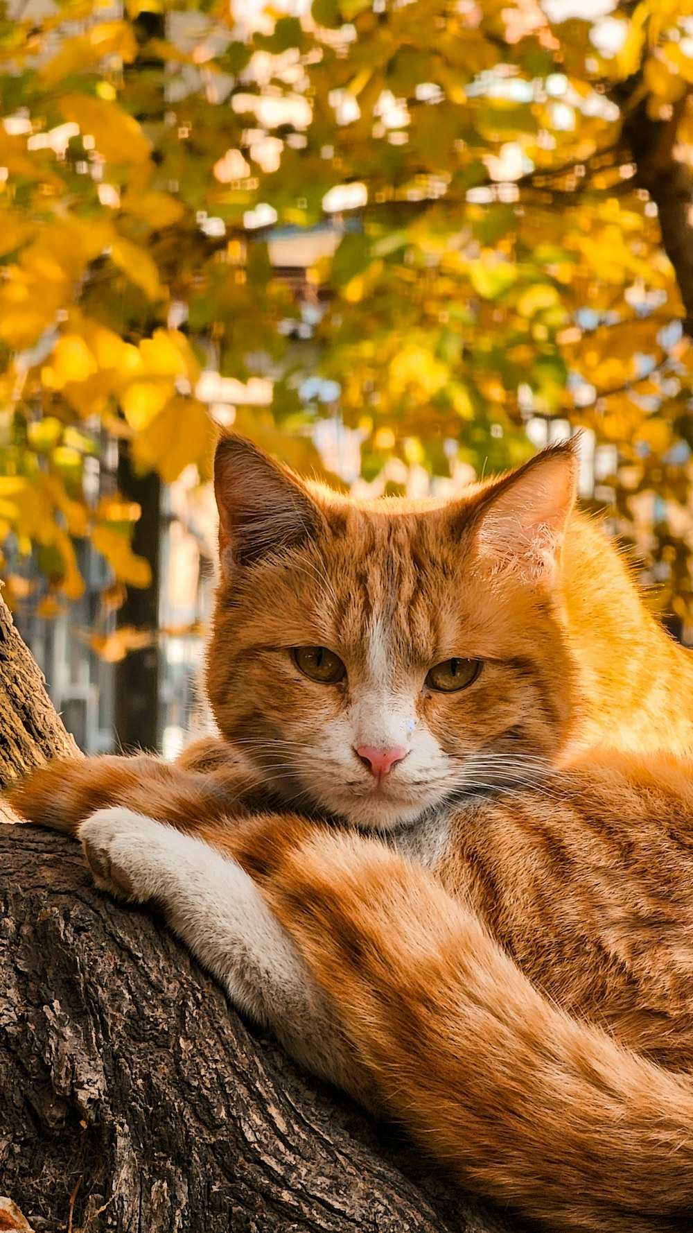 an orange and white cat laying on top of a tree