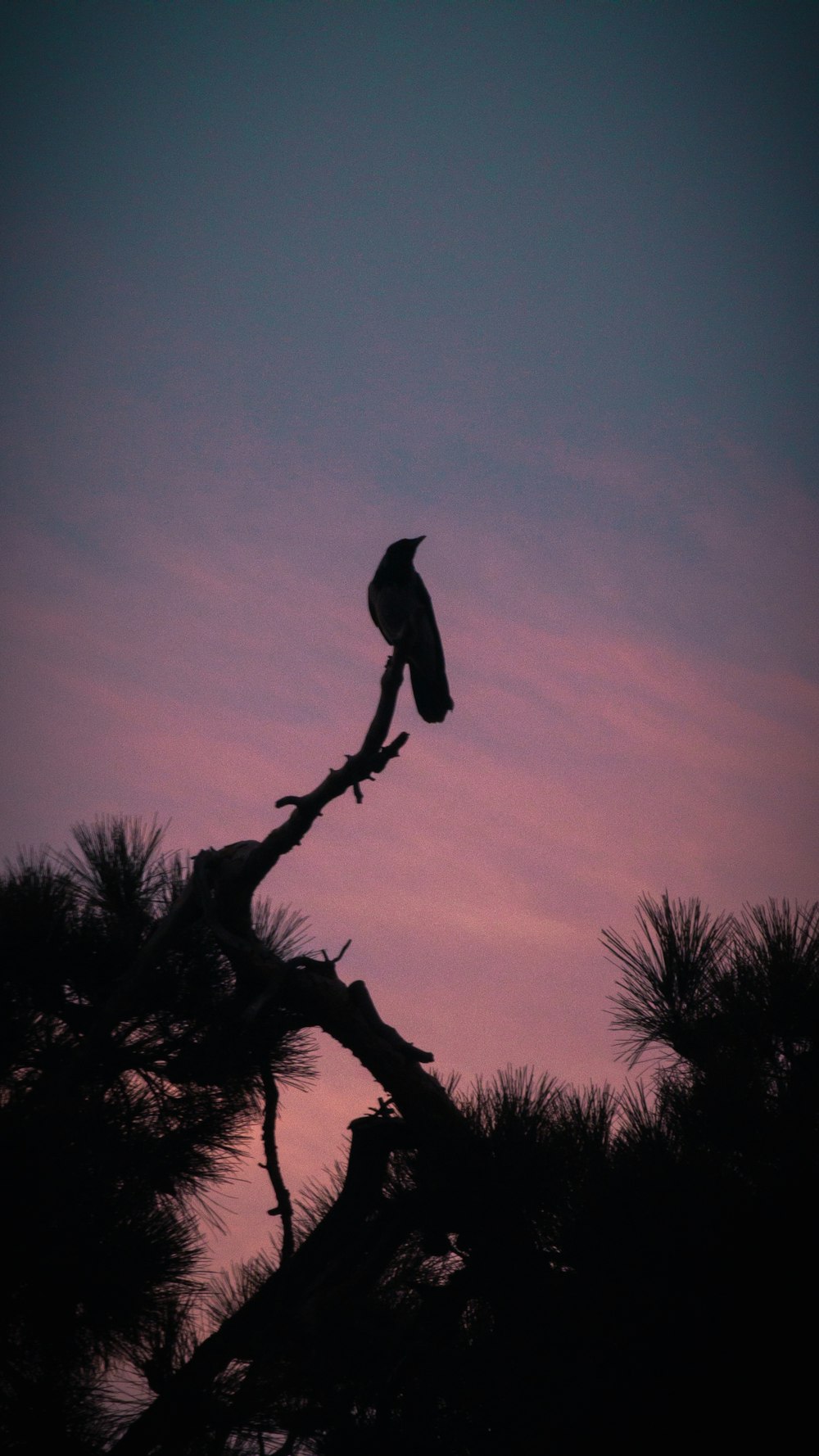 a bird sitting on top of a tree branch