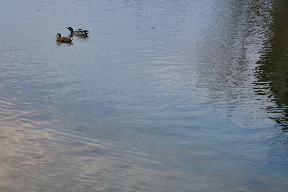 a couple of ducks floating on top of a lake