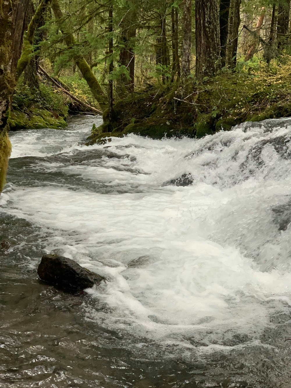 un fiume che scorre attraverso una foresta verde e lussureggiante