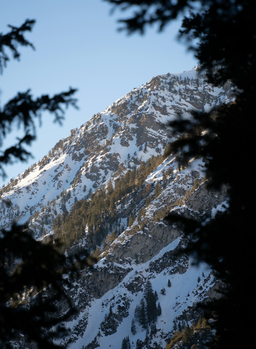 a snow covered mountain is seen through the branches of a pine tree