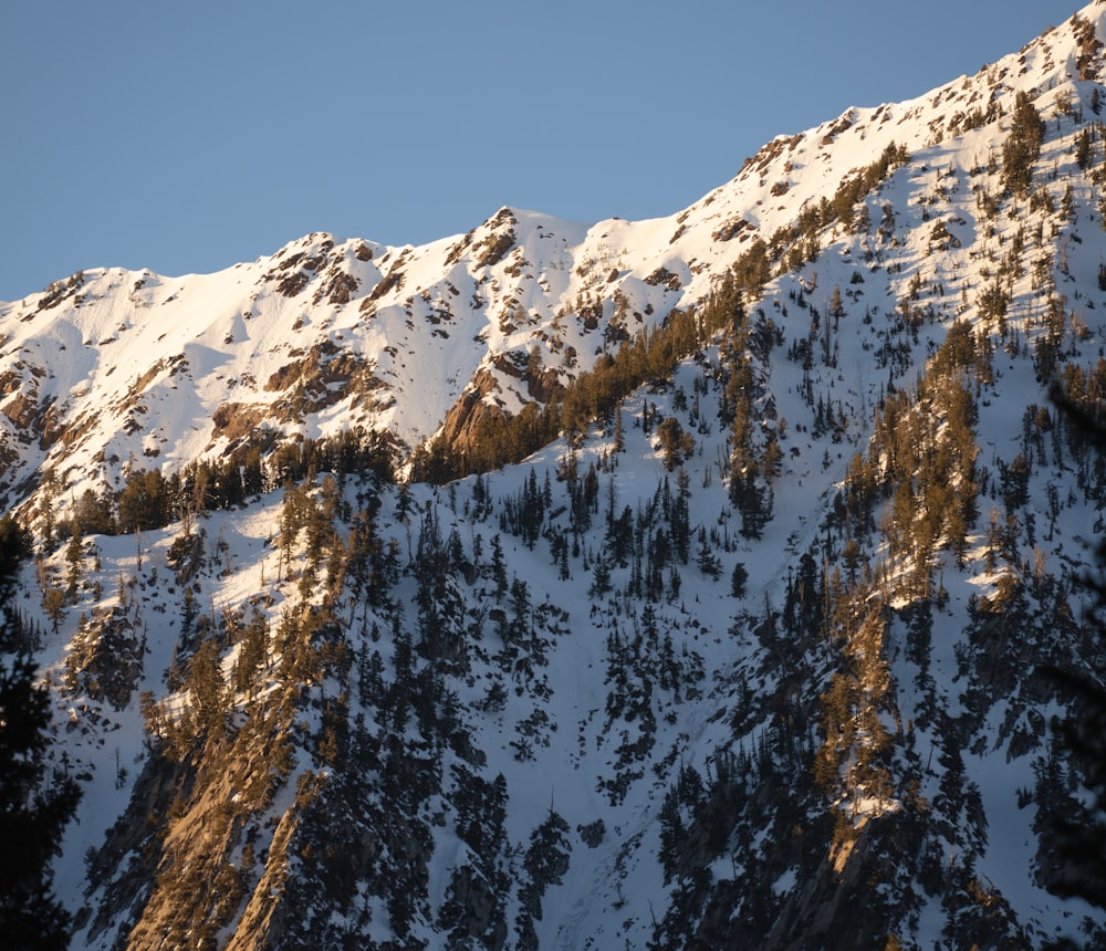 a snow covered mountain with trees on the side