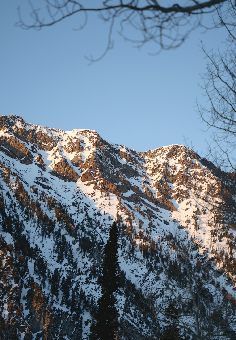 a snow covered mountain with a tree in the foreground