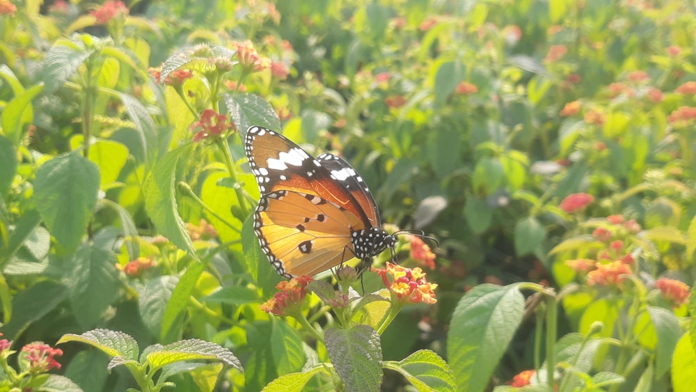 a butterfly that is sitting on a flower