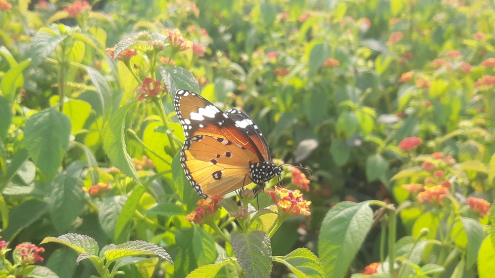 una mariposa que está sentada sobre una flor