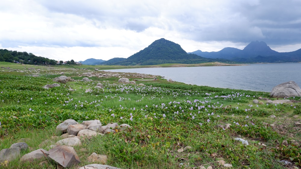 a field of grass and flowers next to a body of water