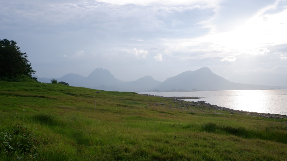 a grassy field next to a body of water