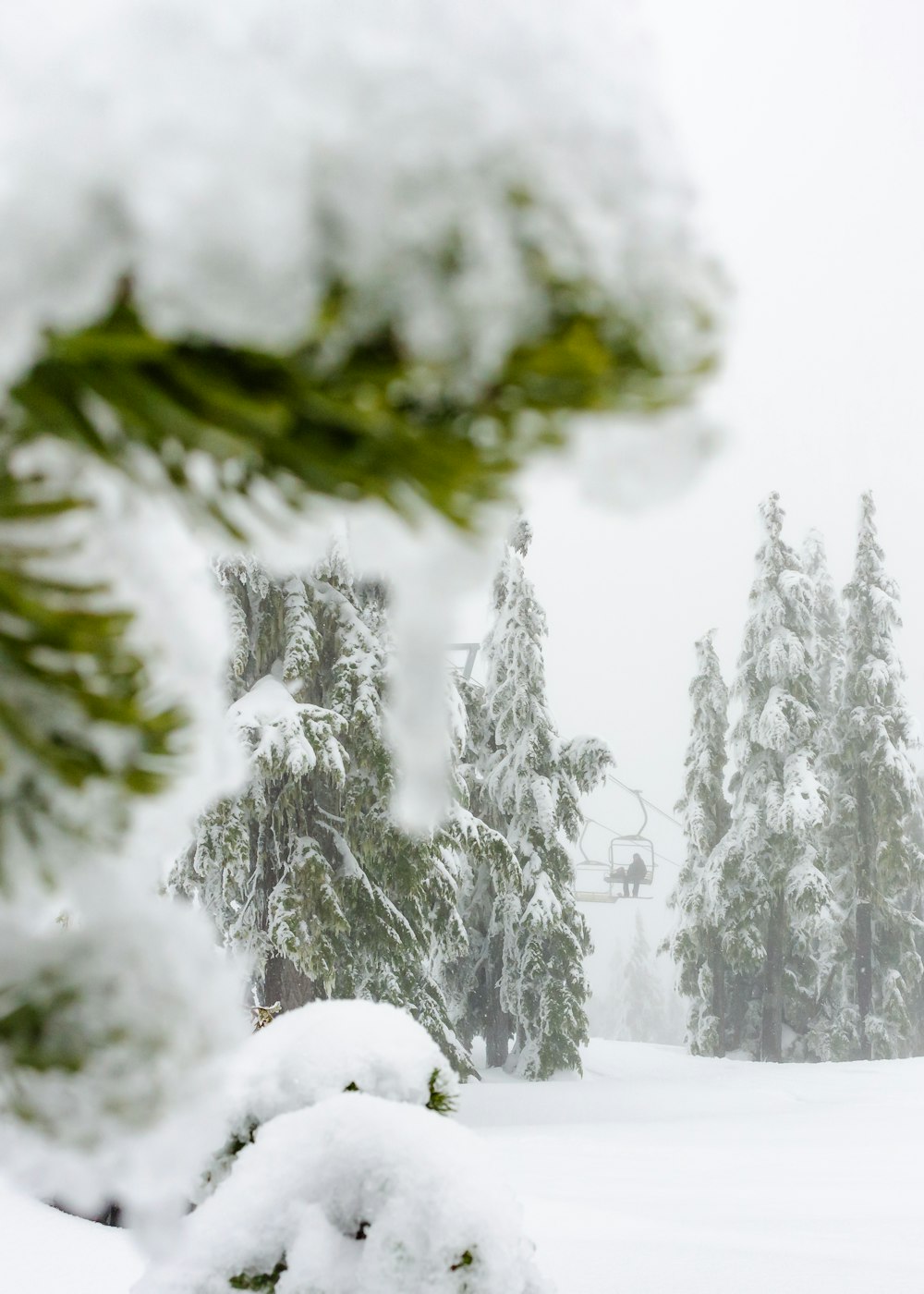 a snow covered pine tree with a ski lift in the background