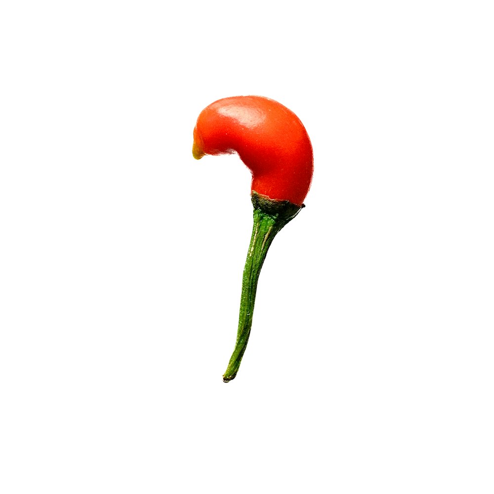 eine rote Blume mit einem grünen Stiel auf weißem Hintergrund