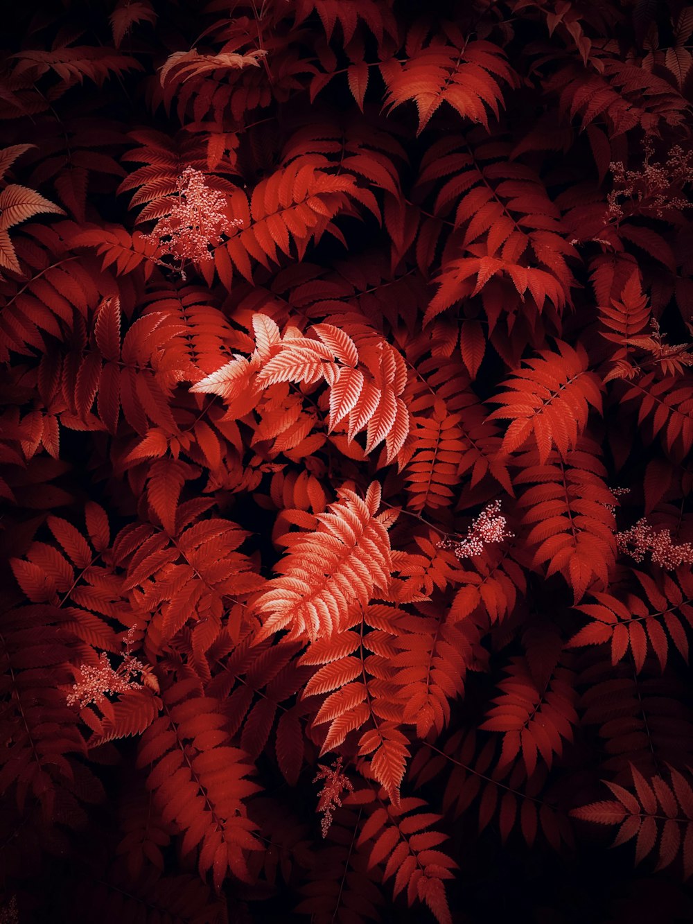 a close up of a plant with red leaves