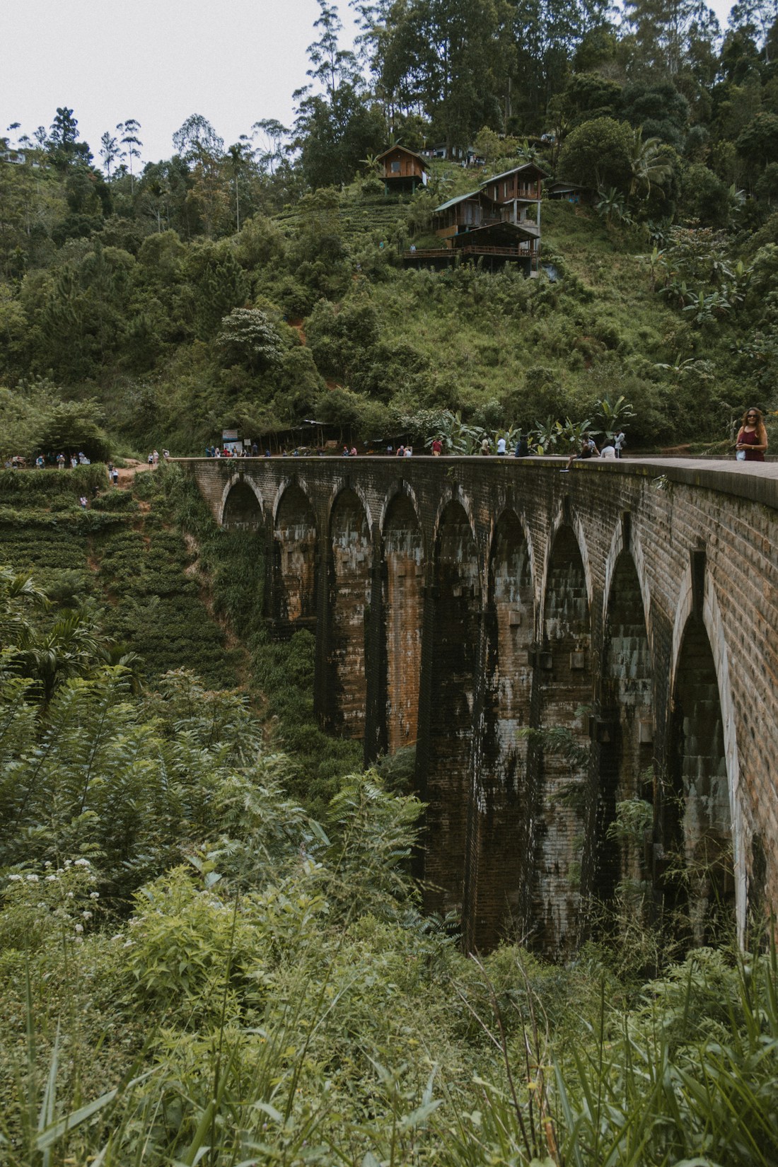 Nuwara Eliya tea hills