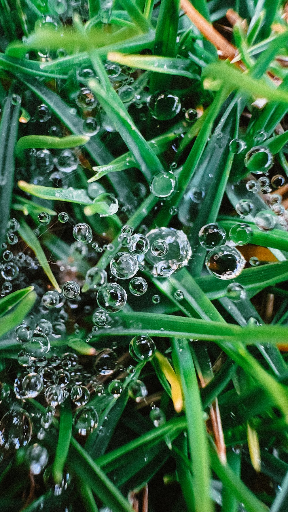 a close up of grass with water droplets on it