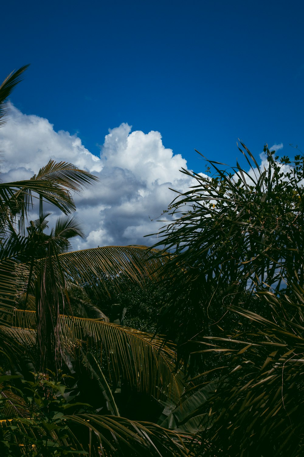 un cielo azul con nubes y palmeras