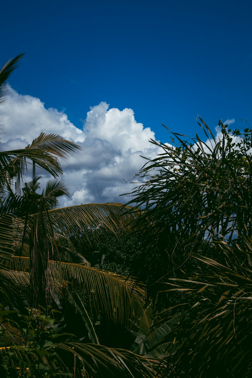 a blue sky with clouds and palm trees