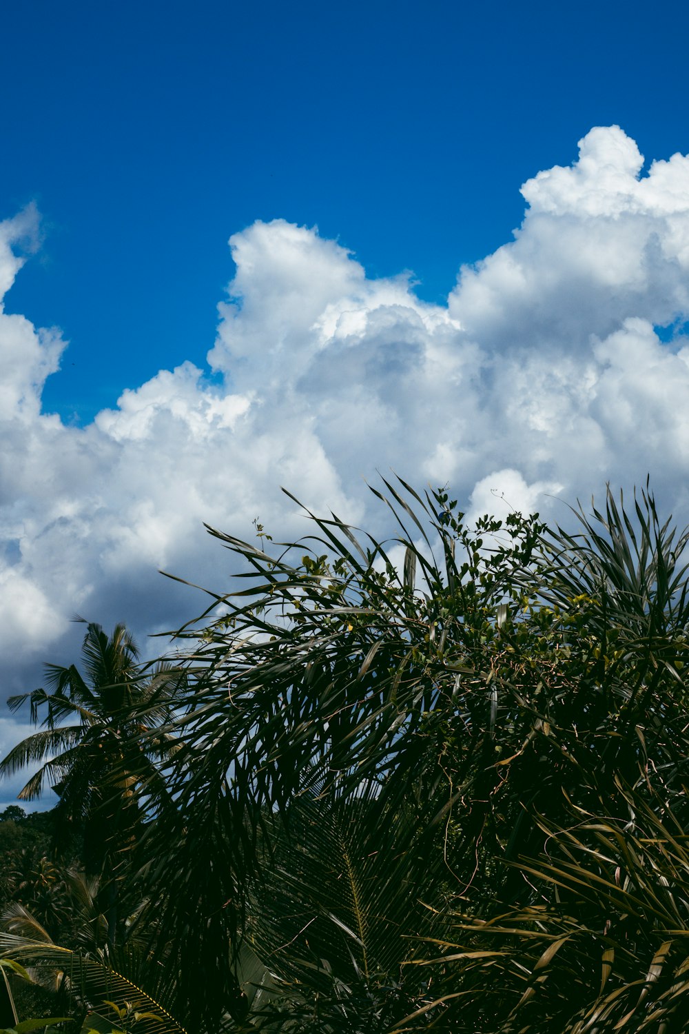 a blue sky with white clouds and green leaves