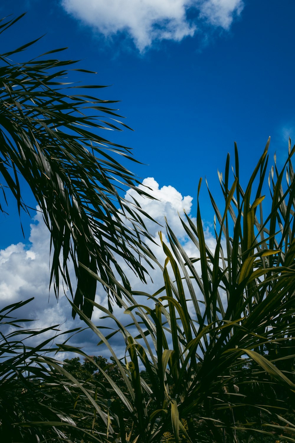 a blue sky with white clouds and green leaves