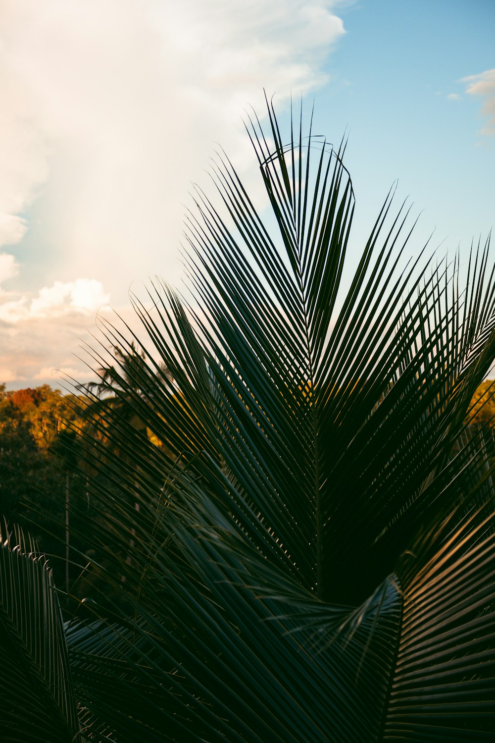 a close up of a palm tree with a sky background