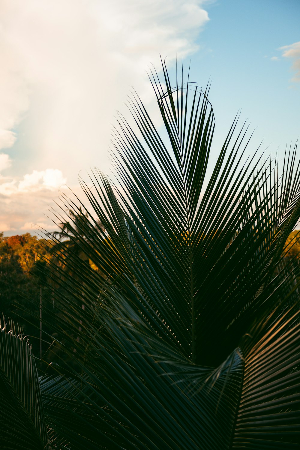 un gros plan d’un palmier avec un fond de ciel