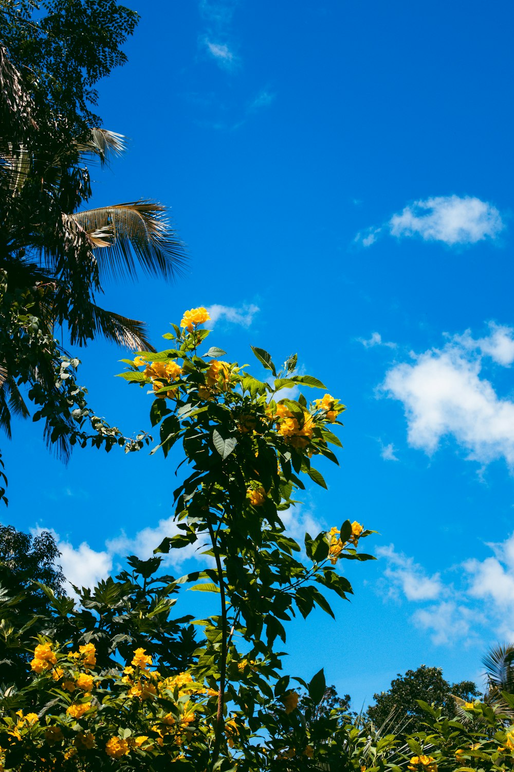 a tree with yellow flowers in the foreground and a blue sky in the background