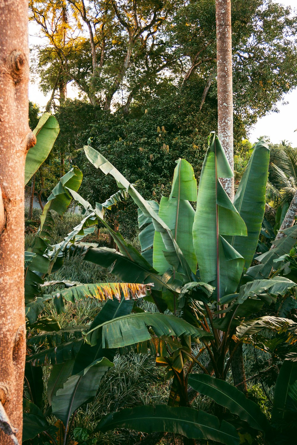 a banana tree in the middle of a jungle