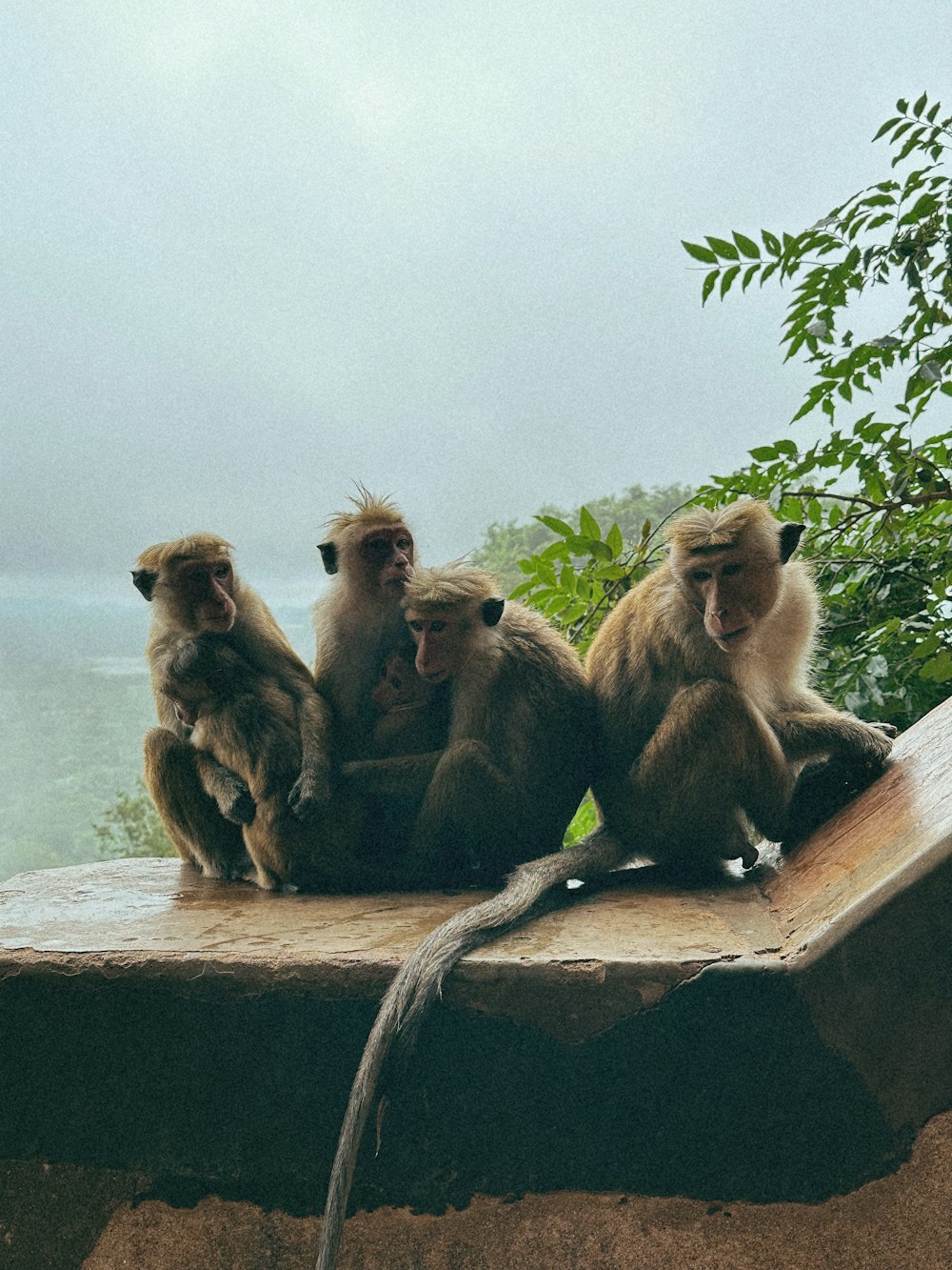 a group of monkeys sitting on a ledge