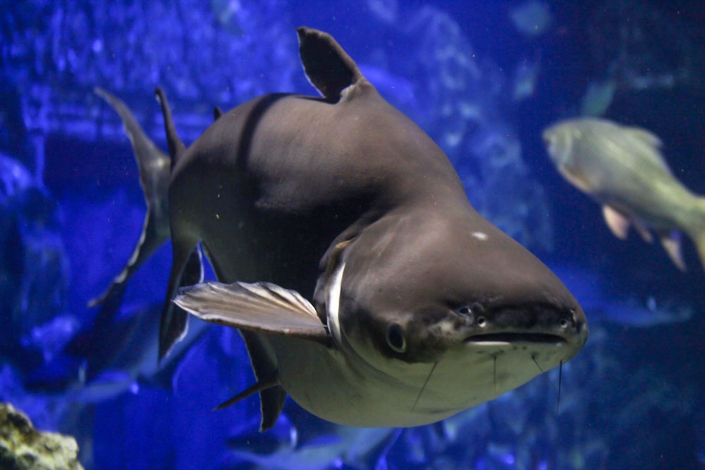 a large fish swimming in an aquarium with other fish