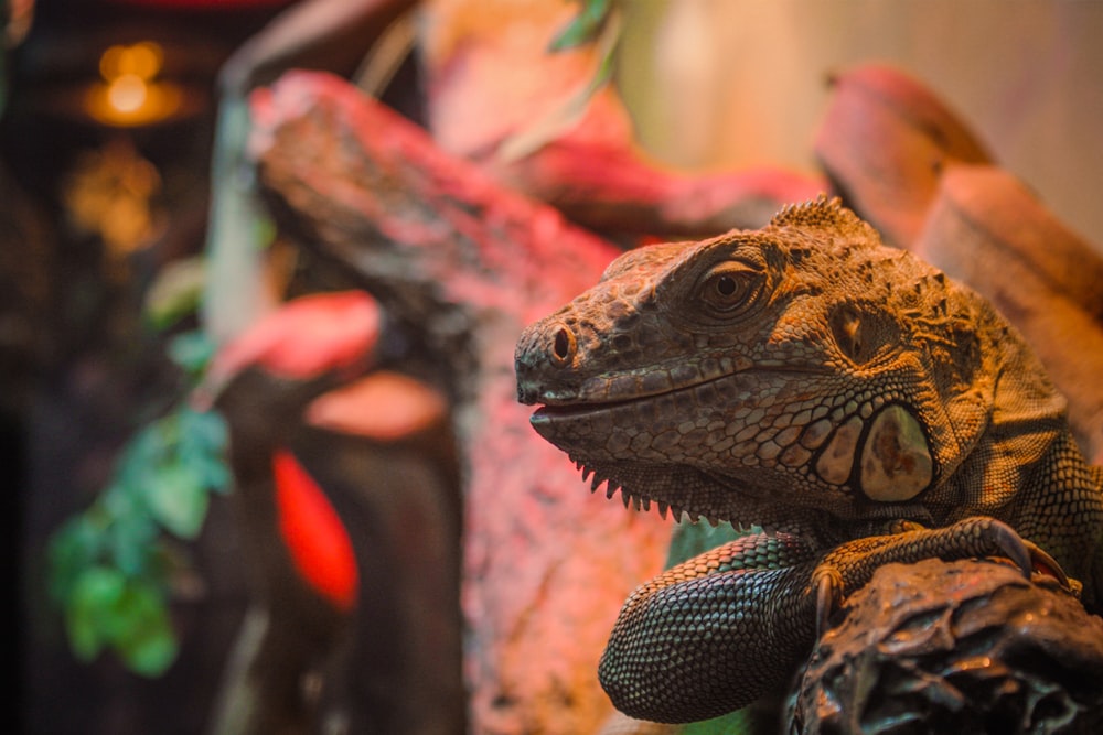 a close up of a lizard on a branch