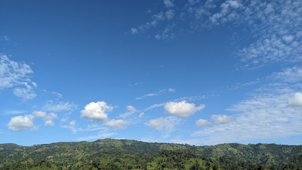 a view of a lush green forest under a blue sky