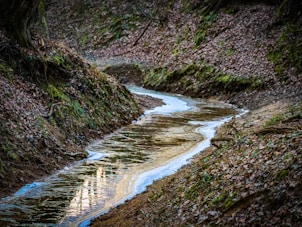 a stream of water running through a forest