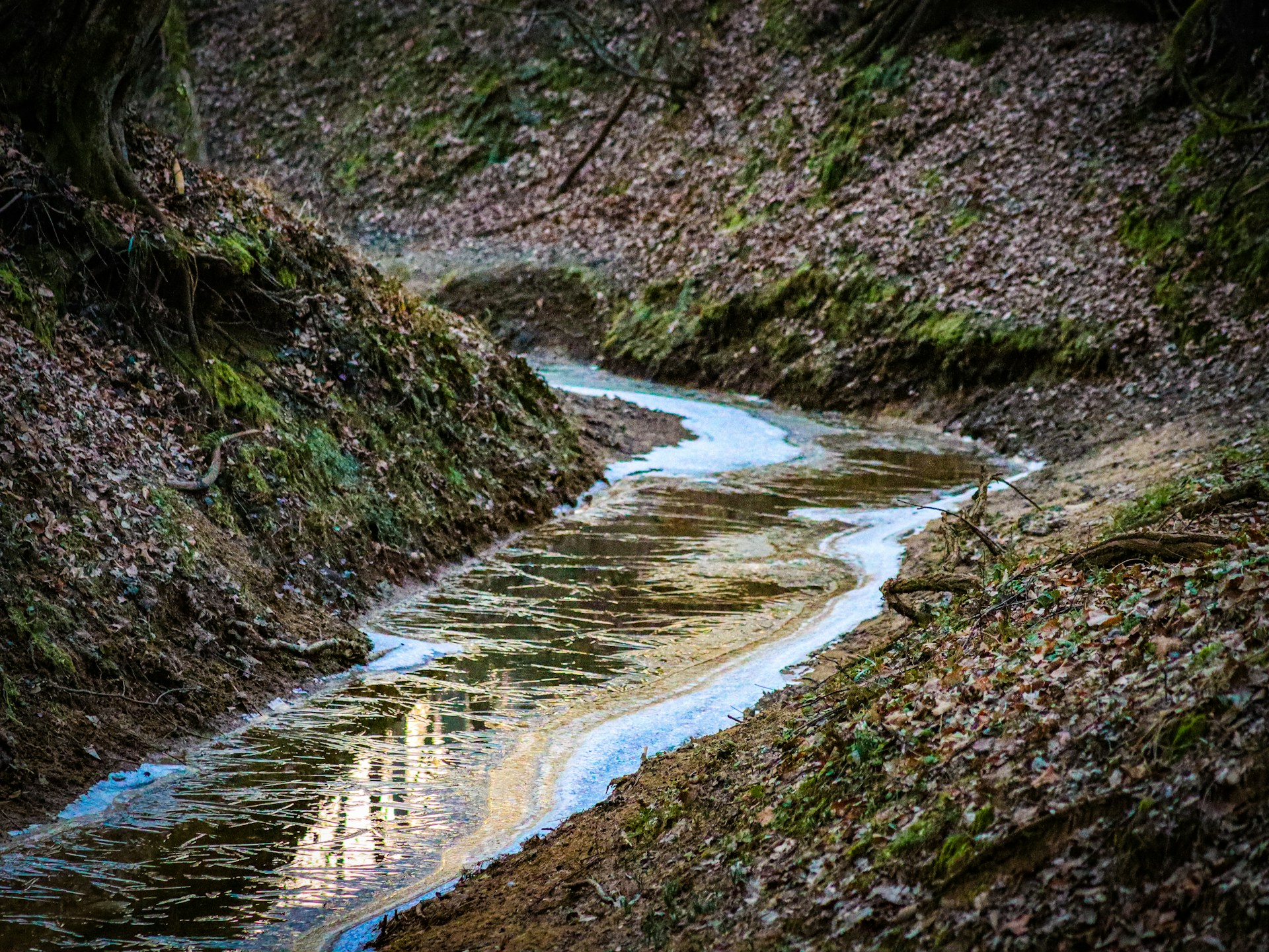 a stream of water running through a forest