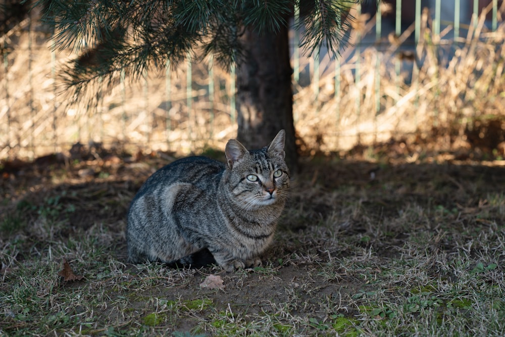 a cat sitting in the grass under a tree