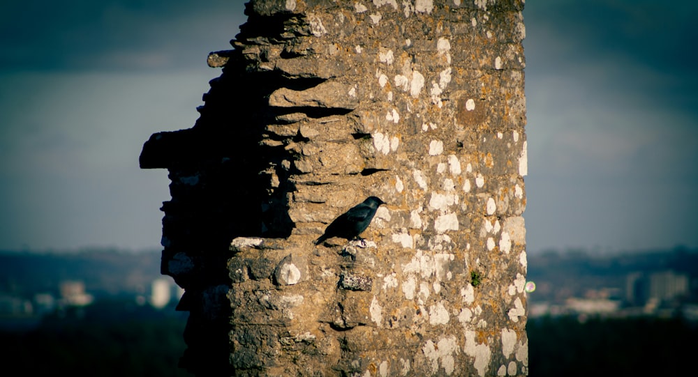 a bird is perched on the side of a building