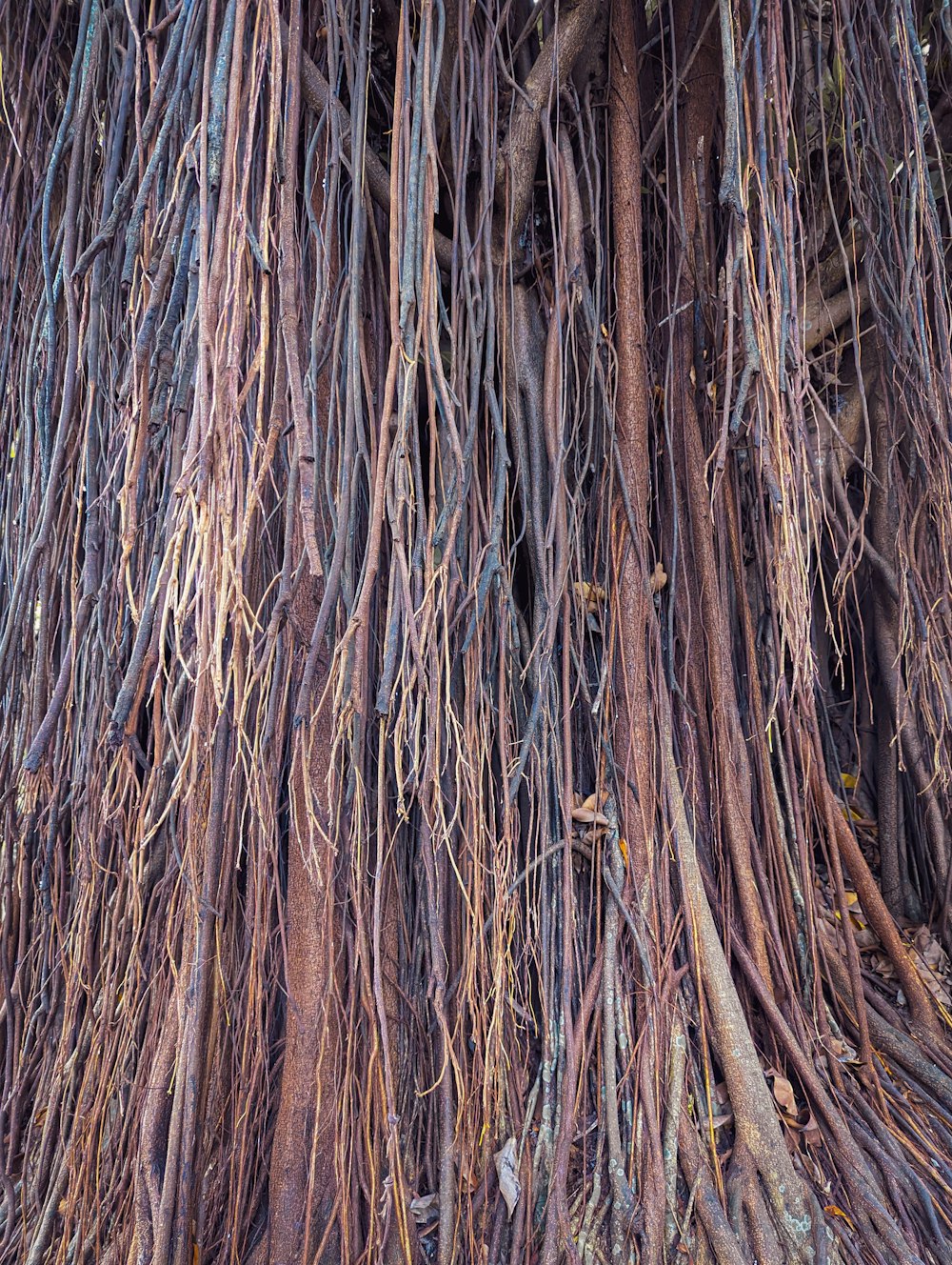 un árbol grande con muchas enredaderas