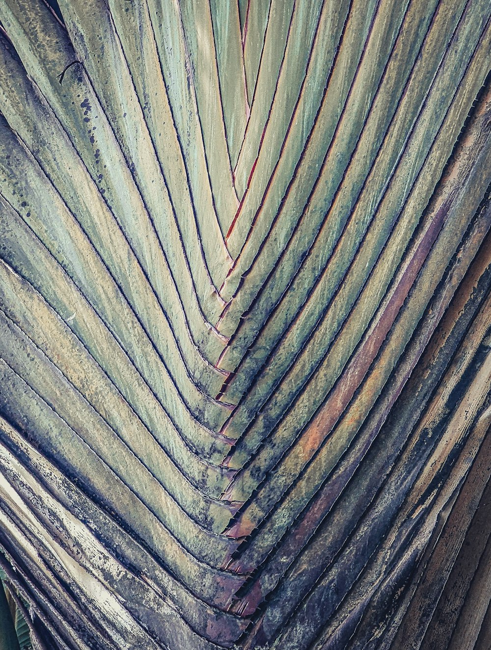 a close up of a plant with very thin leaves